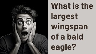 What is the largest wingspan of a bald eagle