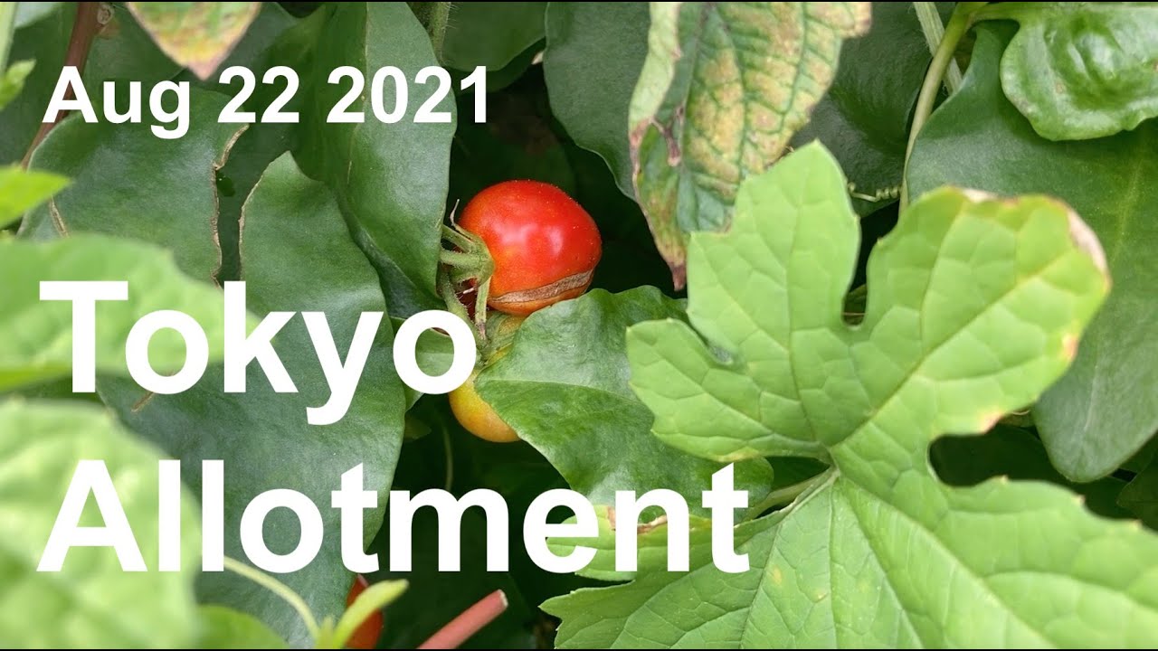 Tokyo Allotment - Aug 22 2021
