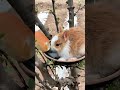 Chubby bunny vibes 🐰 #FatRabbit #BunnyLove #CutePets