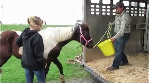 Foals First Time Being Loaded On A Trailer