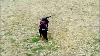 Maya Pitbull Jumping On Tree To Get The Ball