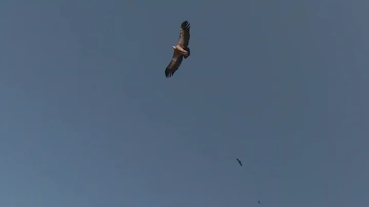 Vultures at the Carmel mountain -DJI FPV