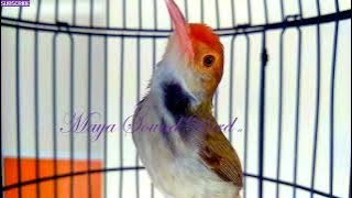 Prenjak Gacor - 11 Tembakan Panjang Variasi Masteran Prenjak Lumut - Pancingan Prenjak Kepala Merah