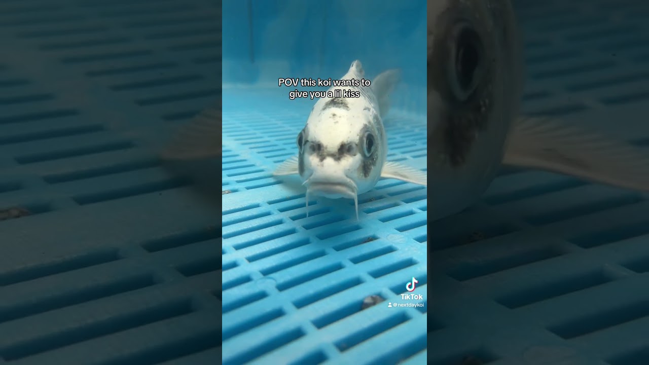 POV this koi wants to give you a lil kiss 💋  | NextDayKoi #koi #fish #animals #cute