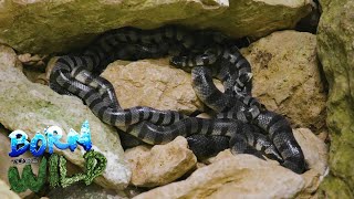 Tigwaw, the snake that bites only when they get hurt  | Born to be Wild