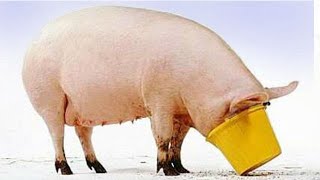 Information Courageous politicians give themselves $30,000 annual pay raise! Update