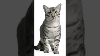 Whiskers Through Time: Egyptian Mau's Legacy!  #OldestCatBreed #catfacts #cat #funny