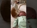 赤ちゃんの隣に寝たい‼️🐶 | #shorts #animals #baby