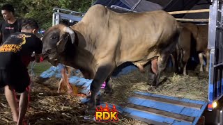 SAPI MONSTER AMUNISI KANDANG MADU 🔥