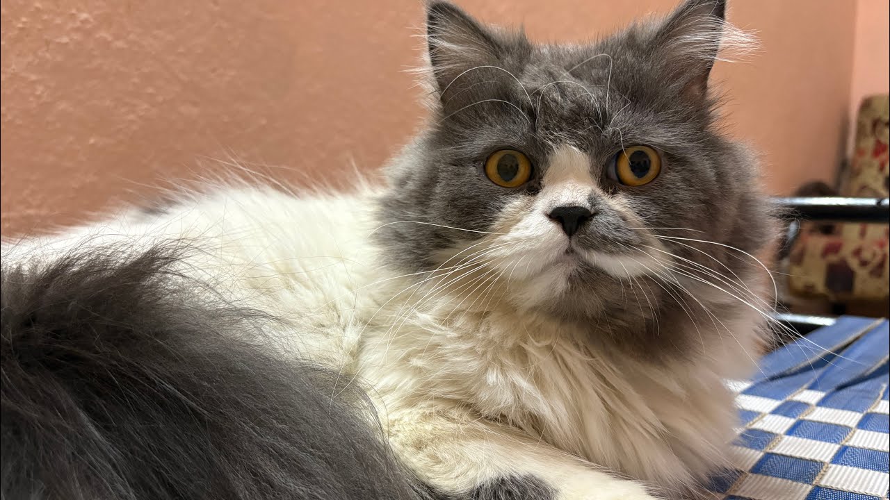 Persian cat sleeping funny video🤣🥹💕