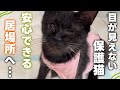 辛いことをたくさん乗り越えた盲目の保護猫ちゃんが、ついに危険のない居場所へ旅立ちました 【保護猫活動】