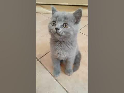 Говорящий кот.Пушок говорит ДА! - YouTube
