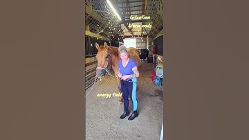Storms Energy Session #horse #equineenergywork #horseenthusiast #equinenergy #chakra #intention