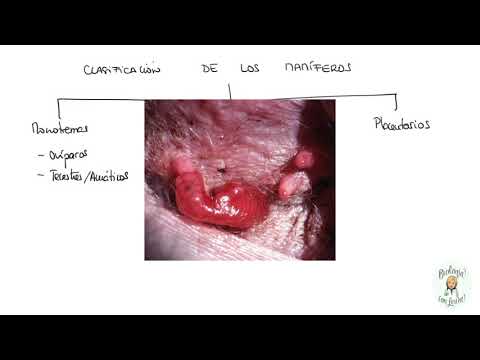 Vídeo: Diferencia Entre Placenta Y Marsupial