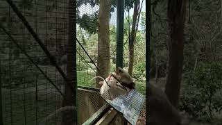 Monkey &amp; River #bali #travel #healing #chill #loveself 🦋✨️