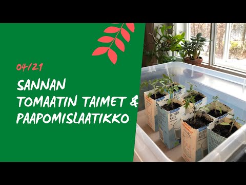 Video: Parhaat Varhaiskypsien Tomaattien Lajikkeet Yhtiöltä "Eurosemena", Barnaul