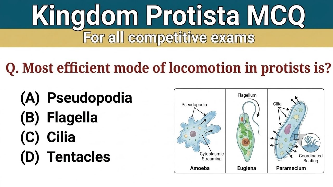 Kingdom protista mcq biological classification mcq class 11