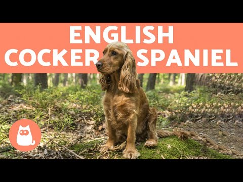 Video: Engleză Cocker Spaniel