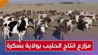 مزارع انتاج الحليب بولاية بسكرة