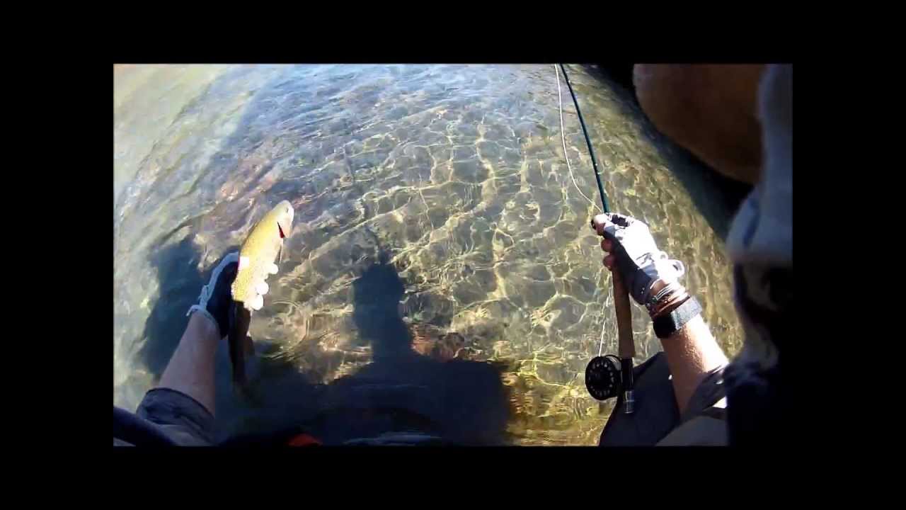 Great Small Stream Rainbow Trout Bushmans River Drakensberg YouTube