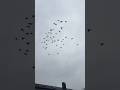 #free #birds #sky #summer #no #sun #nature #wildlife #fly #peace #shorts #beautiful #fyp #ot6841