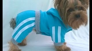 Inconveniencia Escalera continuar como hacer ropa para chihuahuas - YouTube