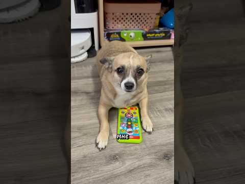 ЧЕХОЛ ТАБАЛАПКА НА АЙФОН 15 😳#shorts