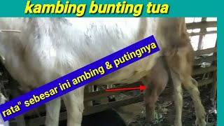 Kambing Bunting Tua - Ini Contoh Ukuran Ambing Dan Putingnya