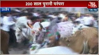 Bizarre Diwali Tradition Villagers Get Trampled By Cows