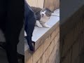 猫のケンカの結末が【爆笑】