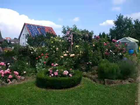 Vídeo: Como Criar Um Jardim De Rosas