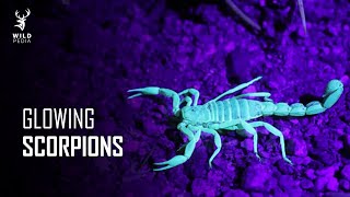 This is Why Scorpions Glow In The Dark