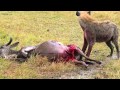 Hyena eats wildebeest alive  brutal killing   part 1