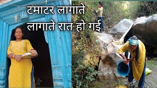 टमाटर लागाते लागाते रात हो गई pahadi lifestyle pahadi village life#pahadilifestylevlog #pahadi