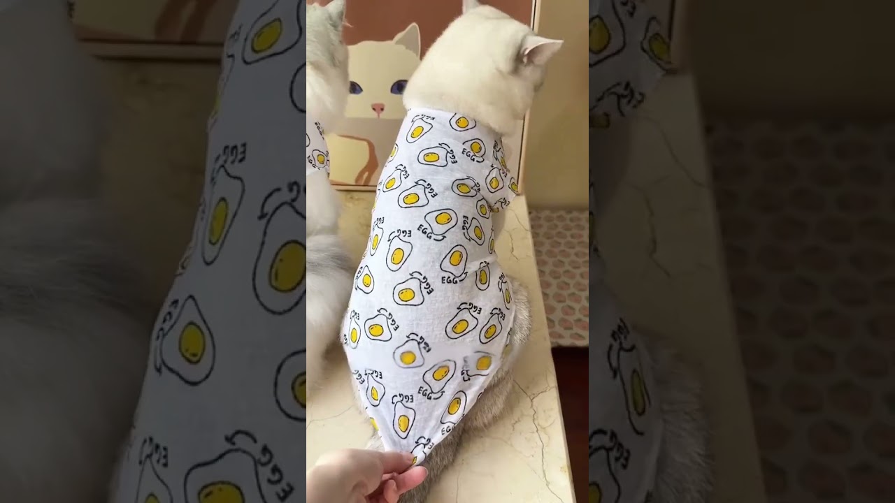 My Cat Became a Walking Fried Egg! 🍳😹 #catclothes #catlover #cutecats