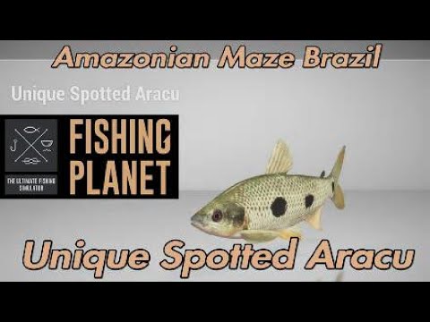 Unique Spotted Aracu - Amazonian Maze Brazil - Fishing Planet Guide