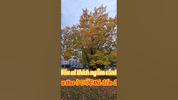 #SHORTS MÙA THU Ở ĐỨC ĐẸP QUÁ NGẮM MÃI KHÔNG CHÁN #KHANH NGUYEN CUỘC SỐNG ĐỨC