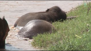 The Most Happiness Moment Of Elephant Delight Of Water Play At Elephant Nature Park - ElephantNews