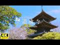 【和み】春風に舞う日本の歴史、桜色に染まる道成寺｜重要文化財｜桜が美しい歴史ある寺院をお楽しみください。／WABISABI（4K映像）