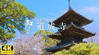 Japanese history dancing in the spring breeze, Dojoji Temple dyed in the pink of cherry blossoms