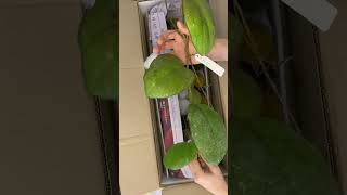 Распаковка посылки с Хойями из Тайланда( package with Hoya plant from Thailand)