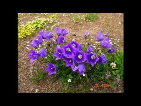 როზეტა რატიანი