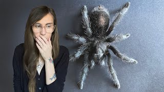 How I Turned My Fear Of Spiders Into Pion Overcoming Arachnophobia