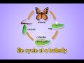 Life cycle of a butterfly  metamorphosis  metamorphosis song  jack hartmann