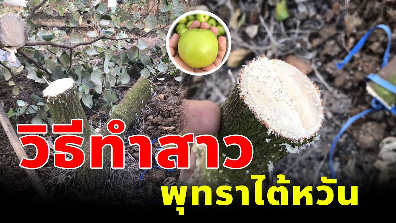 วิธีการทำสาวพุทราไต้หวัน