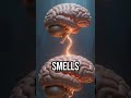 Discover the power of smell! #MemoryMagic #ScentScience