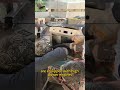 Remote operated tracked flail mower China manufacturer factory