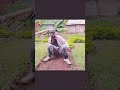 Funny Foryou Comedy Fyp Viralvideo Funny Foryou Comedy Fyp Viralvideo