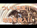 自作菌糸ビン【後編】ついに完成！！コクワガタの幼虫を投入！