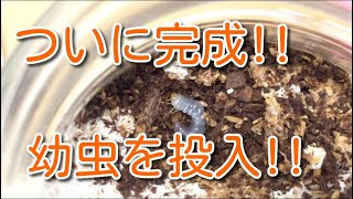 自作菌糸ビン【後編】ついに完成！！コクワガタの幼虫を投入！